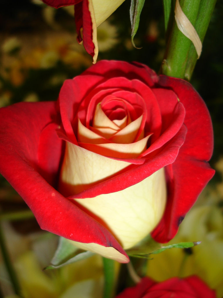 Красивые Цветы Мира Розы Фото