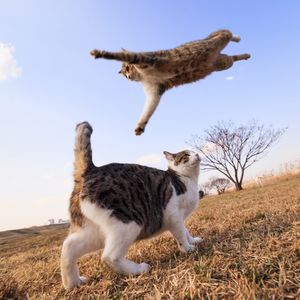 Котомания: Мартовские кошки