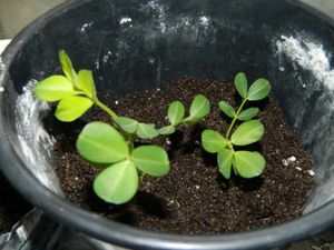 Как вырастить земляной орех-арахис в Подмосковье