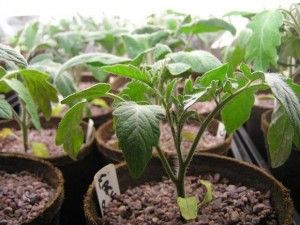Выращивание хорошей рассады помидоров: подготовка семян, посадка и уход —