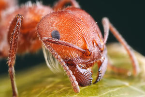Разработан способ получения топлива из муравьиной кислоты