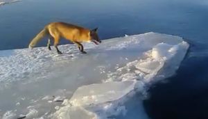Рыбак из Ленинградской области помог спастись лисе, застрявшей на льдине