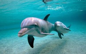 Язык дельфинов расшифрован?