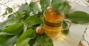 Листья грецкого ореха: природное снадобье, за которым стоит лишь протянуть руку. Самое время заготовить их впрок.