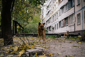 Как выхаживают больных собак в днепровском приюте
