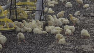Люди - протухшие яйца: все впечатлились сотнями вылупившихся на свалке цыплят