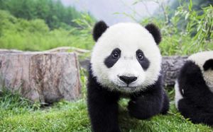 Большие панды — Завоеватели людских сердец