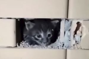 В Чечне мужчина разломал стену дома, чтобы спасти котенка
