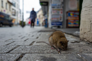 Чикаго стал самым заселенным крысами городом США и количество крыс тут все увеличивается