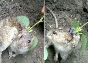 Не фильм ужасов, а невероятная природа: Из тела живой крысы пророс соевый куст