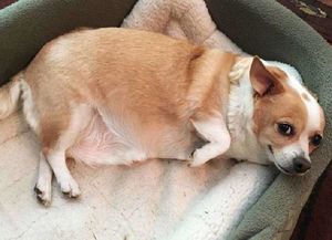 Эта собачка весила в 2 раза больше нормы и ей прописали фитнес. За её похудением следило даже телевидение!