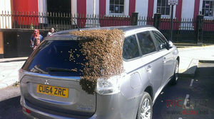 Тысячи пчел атаковали внедорожник из-за своей королевы
