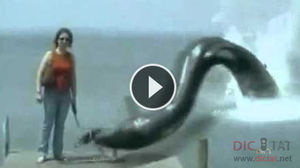 Морское чудовище схватило собаку прямо на глазах у хозяйки