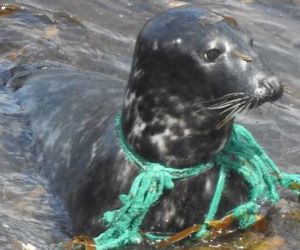 Рыболовная сеть впилась в шею тюленя… Чтобы помочь, люди искали его не один месяц!