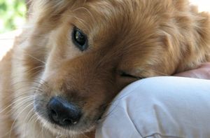 "Люблю" по-собачьи: как собаки выражают нежные чувства и привязанность