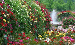 Как сделать ваш сад красивым: советы по зонированию и расстановке акцентов