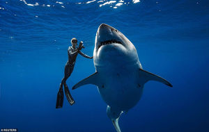Рискуя жизнью, дайвер сделал снимки самой большой заснятой вблизи белой акулы