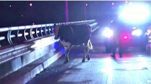 Стельная корова сбежала из грузовика по дороге на бойню