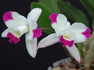 Обзор орхидей для начинающих, часть 3. Каттлея
