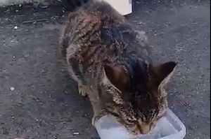 «Мучения твои закончились!»: Крымская кошка провела в вентиляционной трубе три недели