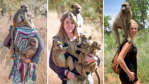Большая мама: девушка-красавица воспитывает десятки осиротевших обезьянок (5 фото + 1 видео)