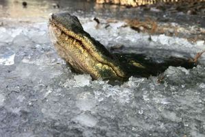 Крокодилы научились жить подо льдом