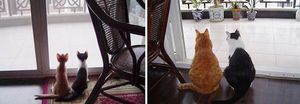 Как же быстро растут кошки – 30 милых фотографий До и После