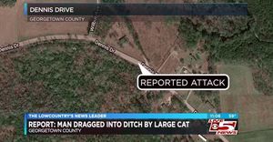 На жителя Южной Каролины напала огромная черная кошка