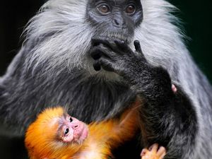 Детеныши животных, которые при рождении совершенно не похожи на родителей