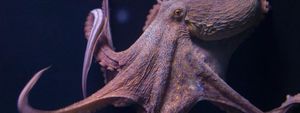 10 фактов об осьминогах, которые заставят вас нервничать