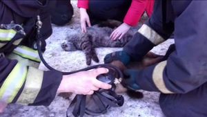 «Дыши, котик! Дыши, маленький!»: Пожарные, делавшие искусственное дыхание двум спасённым из огня котам, растрогали Рунет