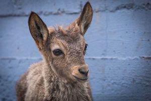 «А сегодня я умер»: 10-месячный козленок написал письмо посетителям красноярского зоопарка, которые закормили его до смерти