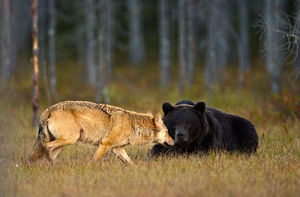 Необычная дружба медведя и волчицы