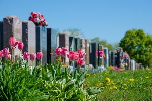 Вот как обойтись без пластиковых венков на могиле: какие цветы посадить в память о родных