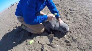 Парень помогает раненым тюленям, освобождая их от мусора, впившегося в шею