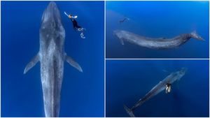 Удивительные кадры встречи дайвера с 30-метровым синим китом