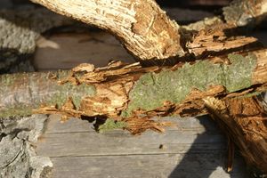 Как защитить деревья на участке от поражения жуком-короедом?
