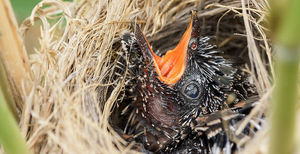 Почему кукушки подкладывают свои яйца в гнезда других птиц