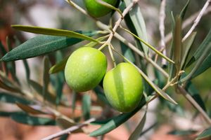 Свежесобранные оливки несъедобны