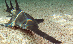 5-метровый хищник с телом акулы и носом-пилой на видео