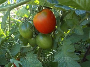 Как предупредить появление трещин на зреющих томатах