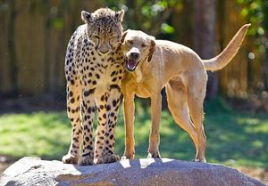 Замечательные фотографии о дружбе животных