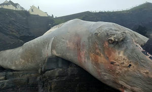 Рыбаки обнаружили странное огромное существо, которое выбросило на берег. Что это было?!