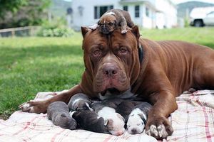 15 собак, которые гордятся своим чудесным потомством