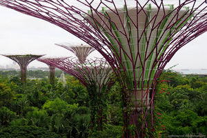 Супердеревья - просто ВАУ. Футуристический сад в Сингапуре.
