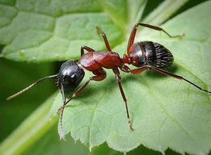 Наши помощники — муравьи