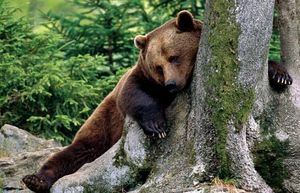 Спящие медведи помогают лечить диабет