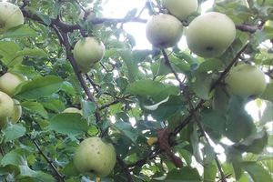 Яблоня: старые сорта для новых посадок