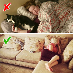 Правила, которые нужно знать любому, у кого в доме живет кошка