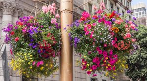 Цветочные корзины: как сделать и что посадить
